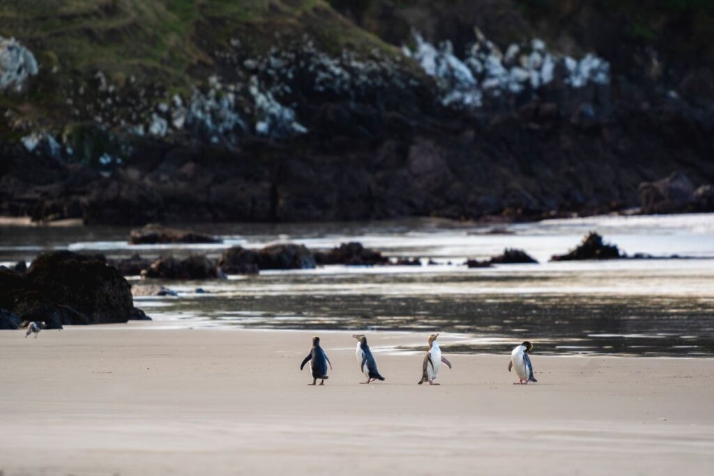 Four penguins walking along a Dunedin beach at the water’s edge, showcasing the region’s unique coastal wildlife.